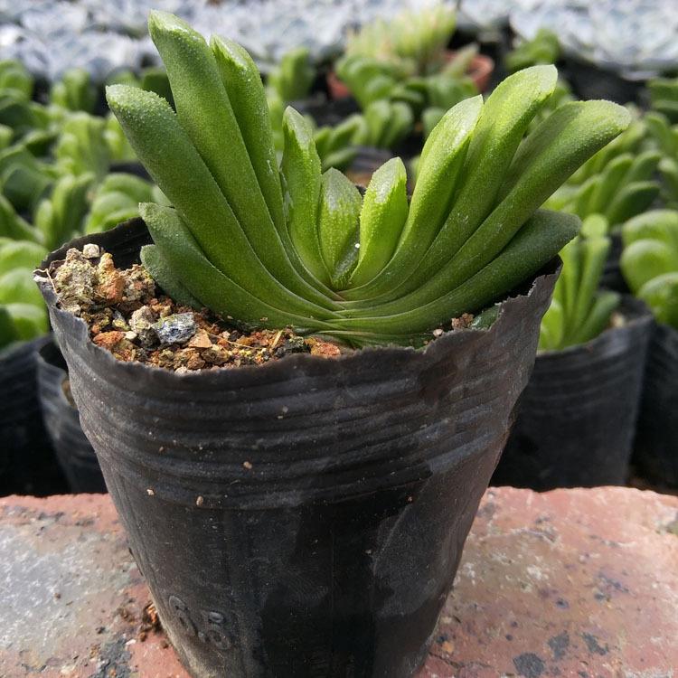 漳州多肉植物 玉扇 裸根 约4-6cm左右 花卉园艺盆栽绿植