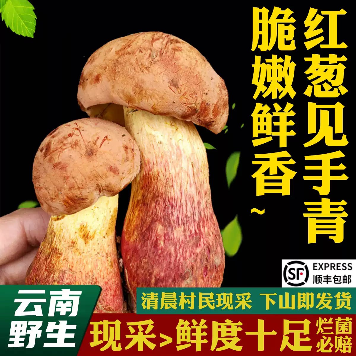 云南野生红葱见手青现采即发