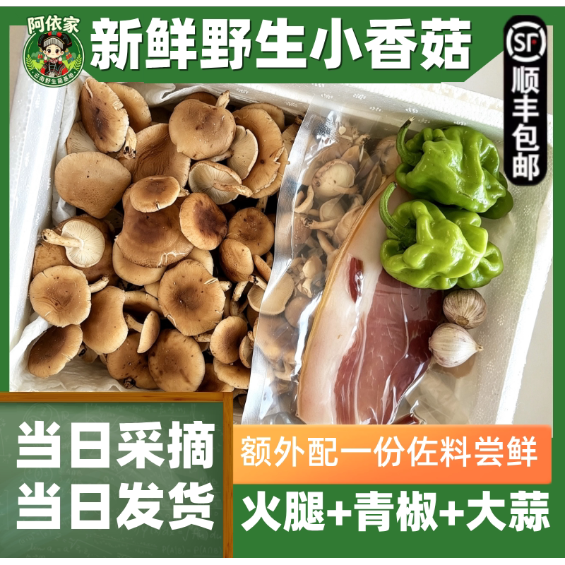 当季新鲜深山现采小香菌新鲜山珍