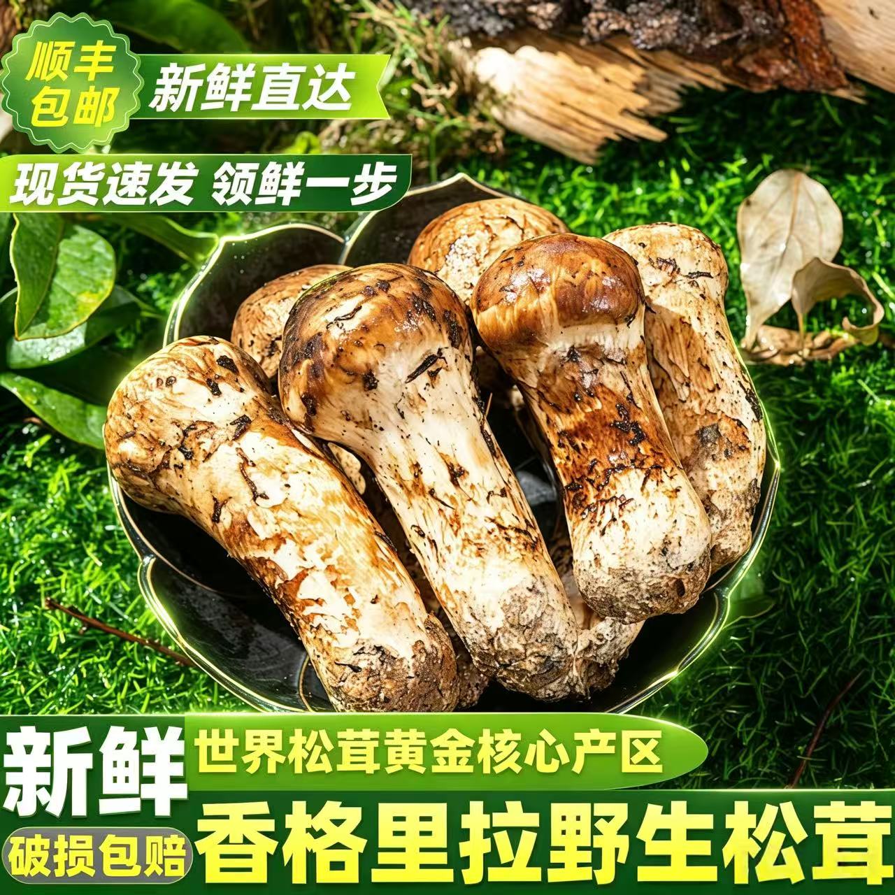 云南新鲜野生松茸不开伞嫩白