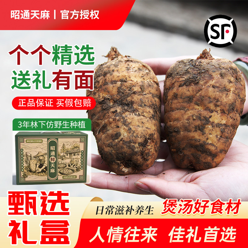 云南昭通小草坝鲜乌天麻特级3年仿野生新鲜现挖天麻中药材礼盒
