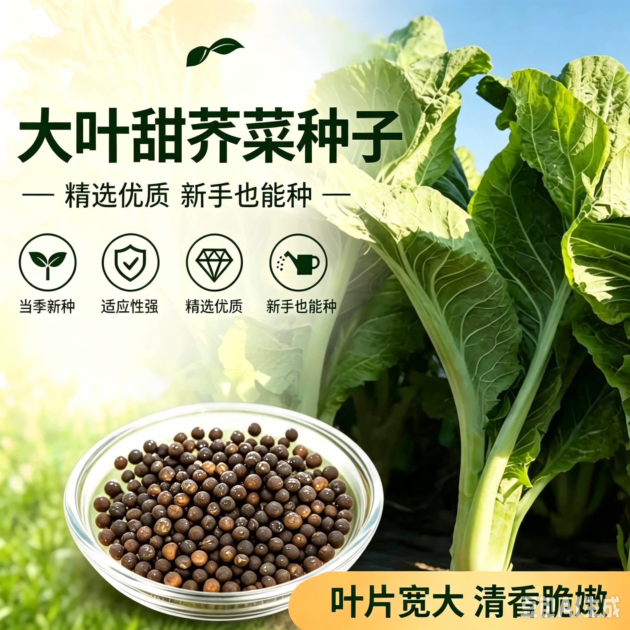 【大叶甜芥菜种子】阳台庭院四季盆栽种植农家菜园地芥蔬菜种籽MD