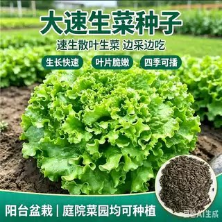 【大速生菜种子】生菜沙拉菜脆甜阳台盆栽小院种植农家蔬菜种子xy
