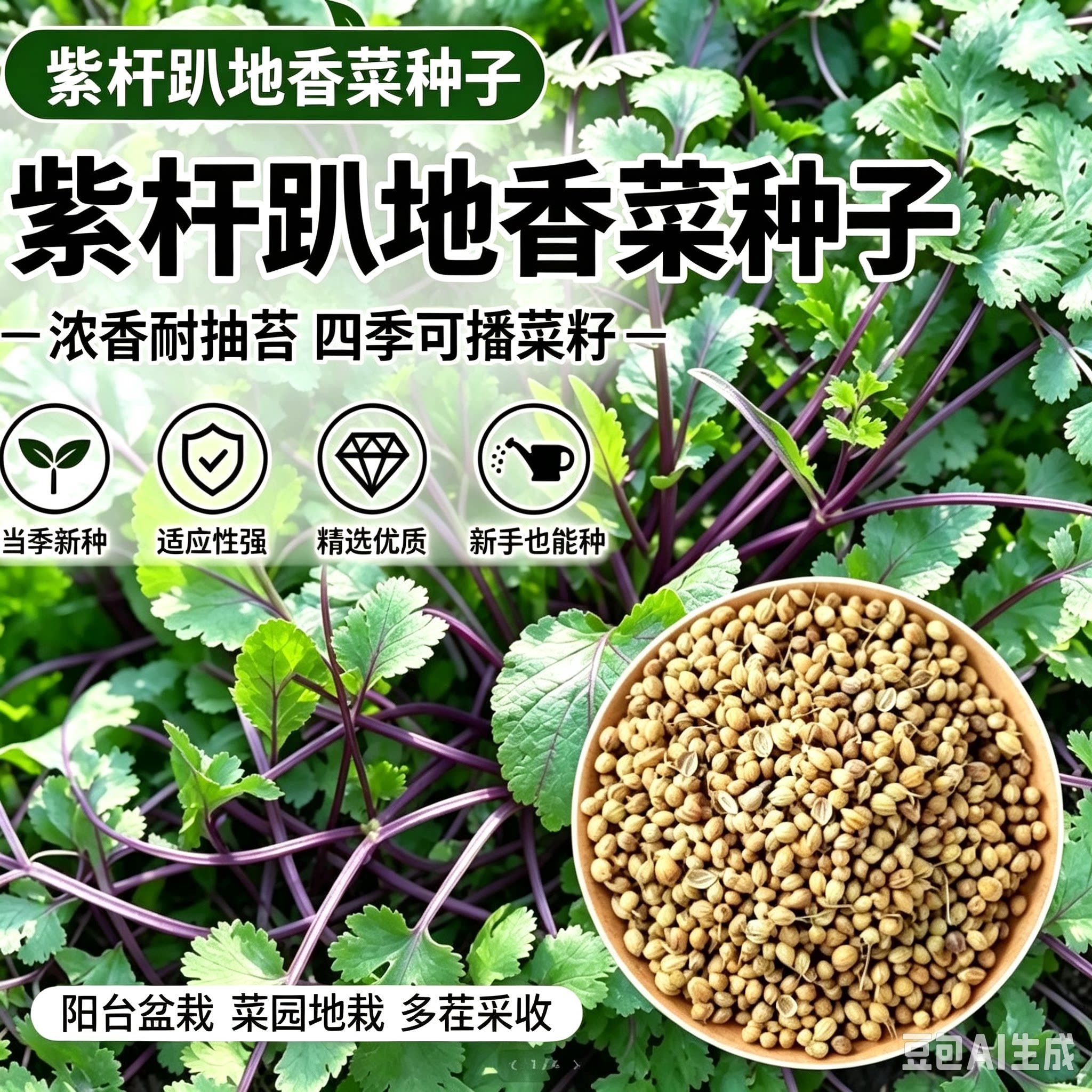 【老品种紫杆趴地香菜种子】耐热耐寒趴地矮生香菜种子秋播冬播MD