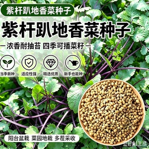 【老品种紫杆趴地香菜种子】耐热耐寒趴地矮生香菜种子秋播冬播MD