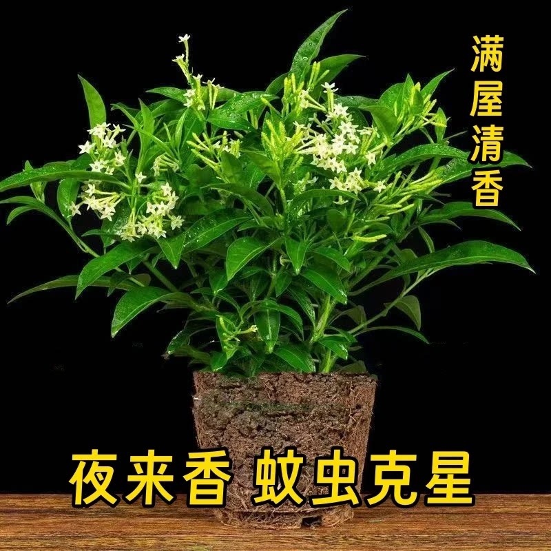 【夜来香盆栽】驱蚊四季青开花不断浓香花卉净化空气单质氮肥xy