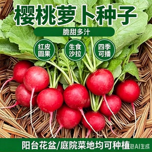 【樱桃萝卜种子】迷你萝卜菜籽阳台盆栽早熟易种MD