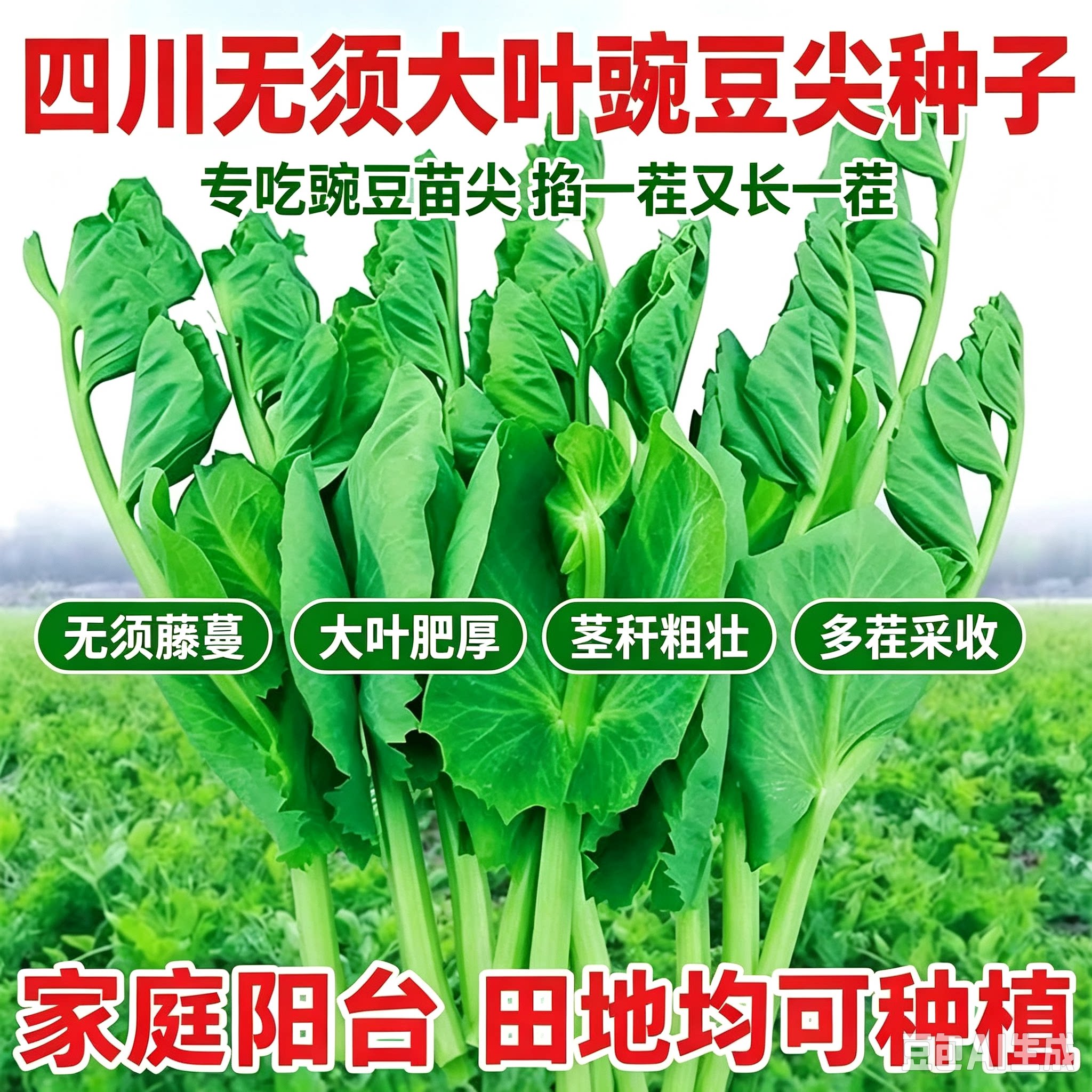 四川豌豆尖种子无须豌豆苗种籽碗豆颠四季秋冬蔬菜种孑碗豆菜MD