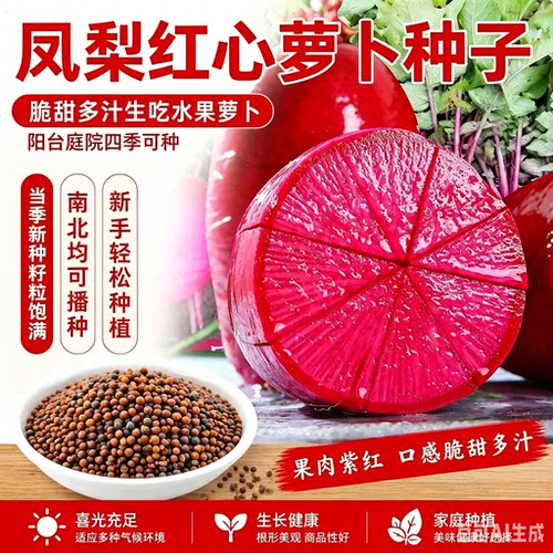 【拍一发3】凤梨水果萝卜凤梨萝卜阳台菜园庭院可萝卜种子xy2