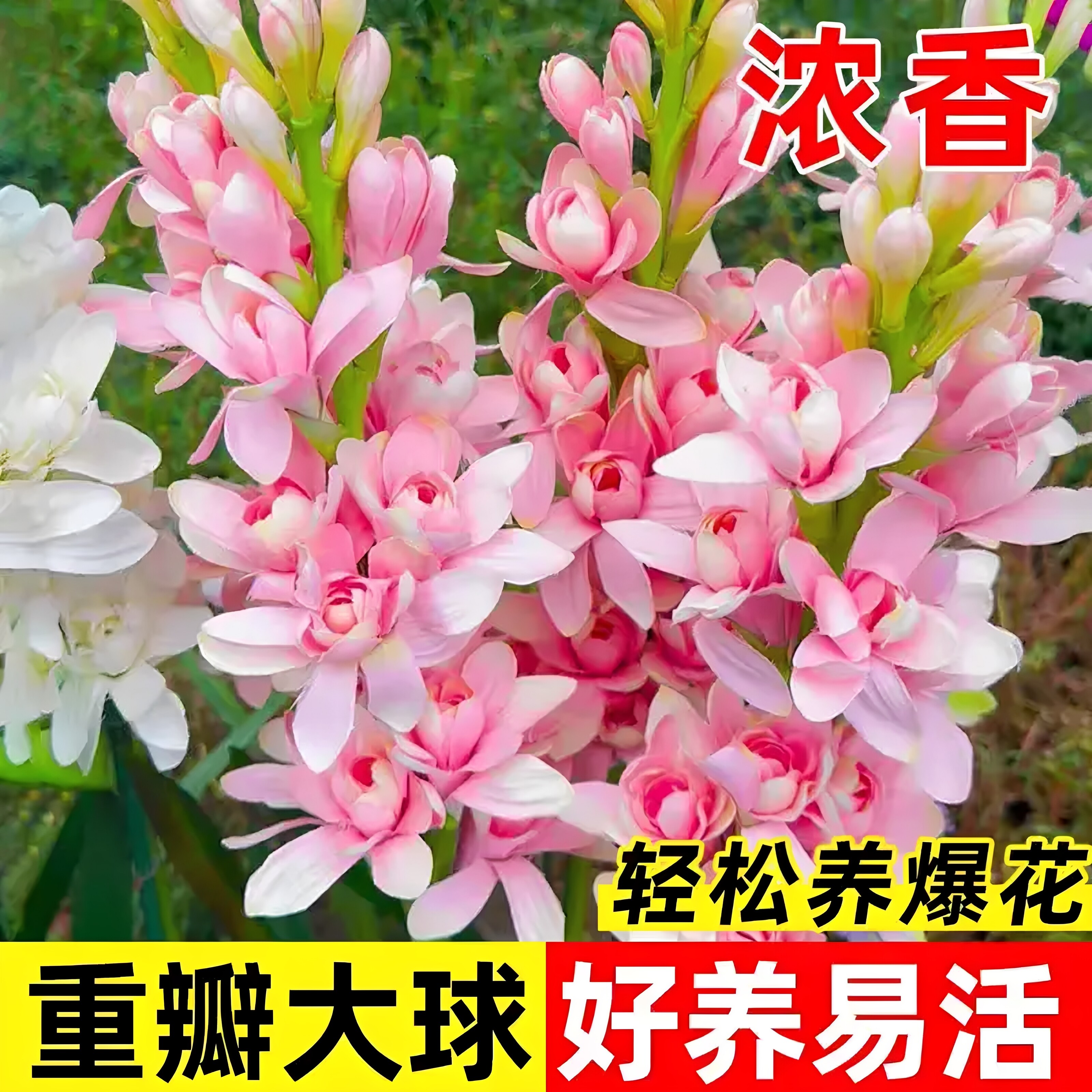 【晚香玉精品大球】晚香玉种球花苗浓香型多年生植物xy
