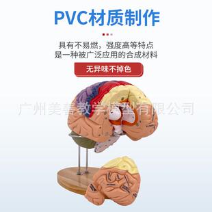 医学神经科脑科人体大脑解剖模型大脑脑分区脑血管神教学用模型