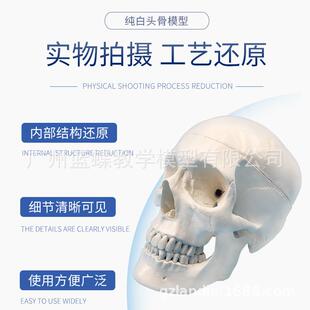 教学仿真1:1自然大头颅骨标本头骨骨骼解剖仿真骷髅标准头骨模型