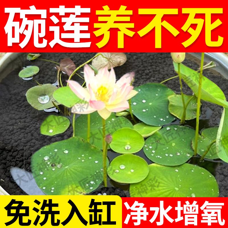 碗莲专用泥水草泥碗莲高肥力不臭水不浑水碗莲睡莲水培植物营养泥