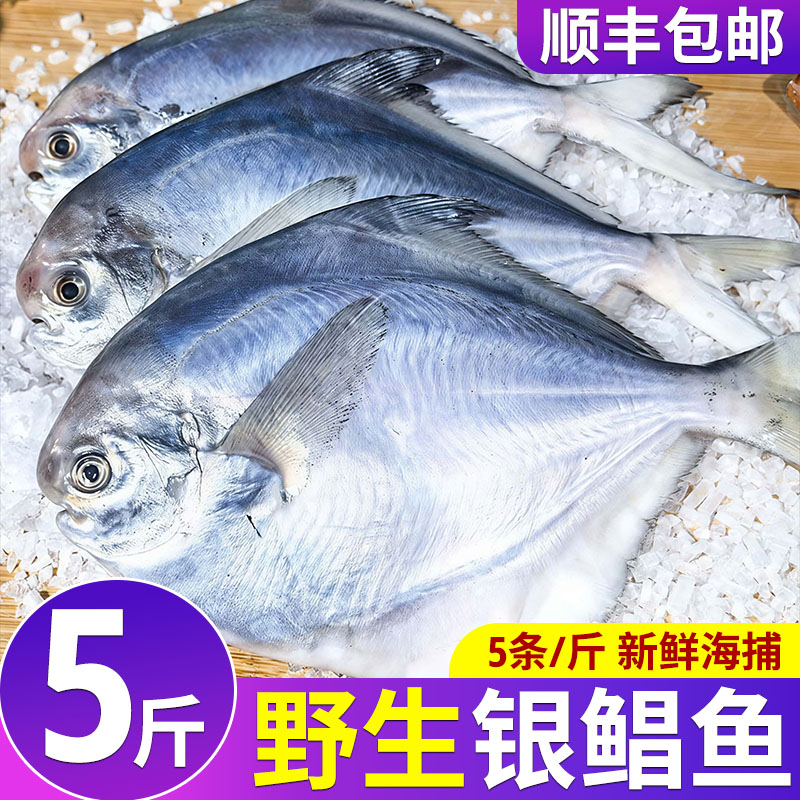 银鲳鱼新鲜冷冻深海捕捞银鲳鱼小白鲳鱼冰鲜鲜活速冻海鲜水产鱼类