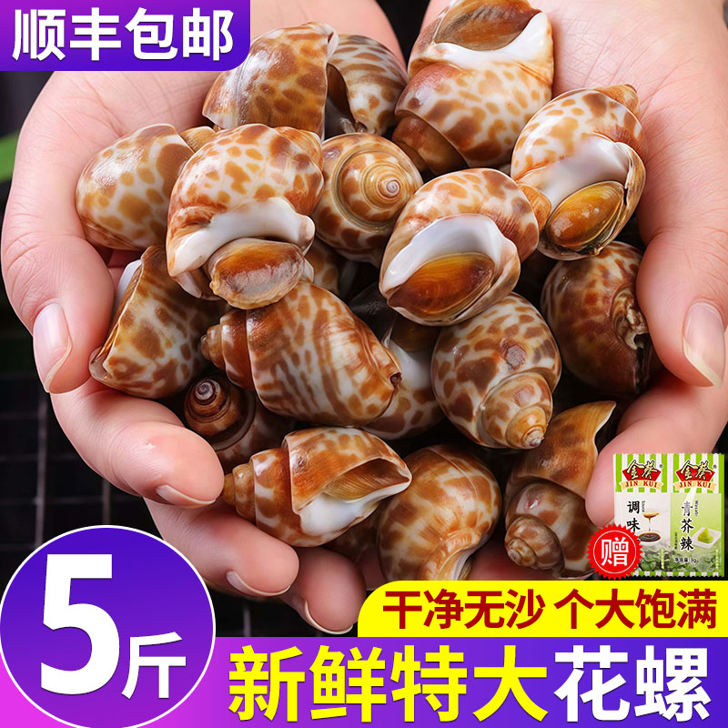 特大号花螺下单送芥末酱油顺丰