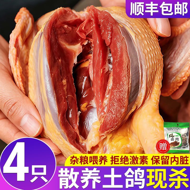 鸽子新鲜现杀鸽子肉农家散养新鲜冷冻老鸽子乳鸽煲汤滋补肉禽批发