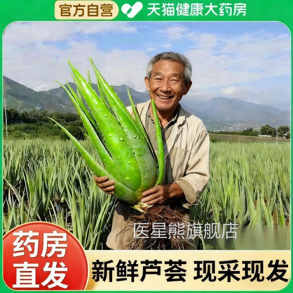 药用芦荟可食用叶片美国库拉索芦芦荟荟盆栽苗美容院灌肤敷脸er医