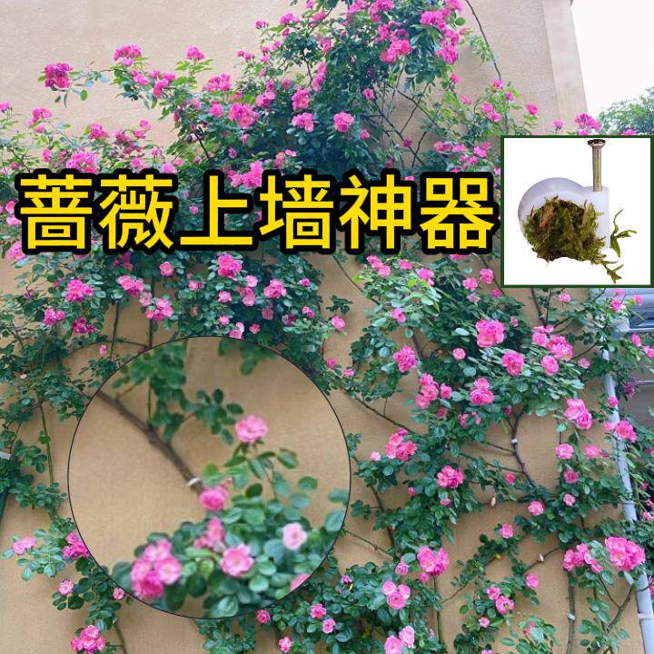 花墙固定器爬藤月季墙面