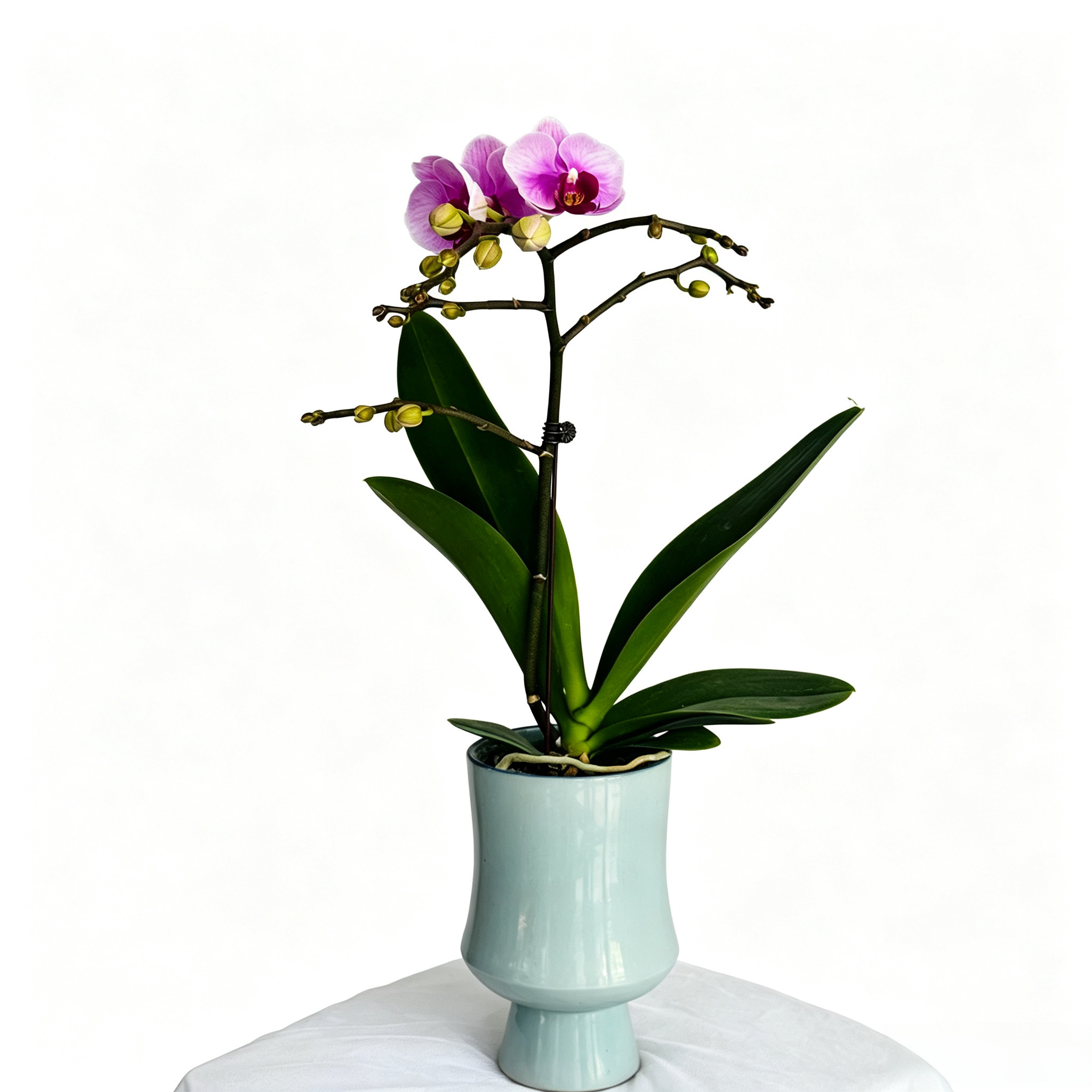 成品蝴蝶兰盆栽带花发货室内桌面好养兰花年宵花卉客厅观赏绿植