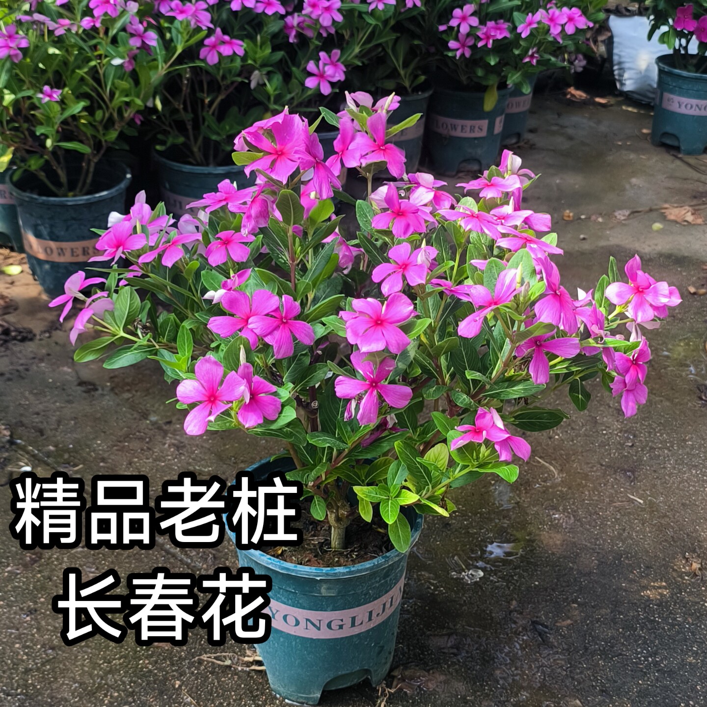 优选四年老桩长春花天天开带花带苞发货四季开花花卉绿植庭院绿植