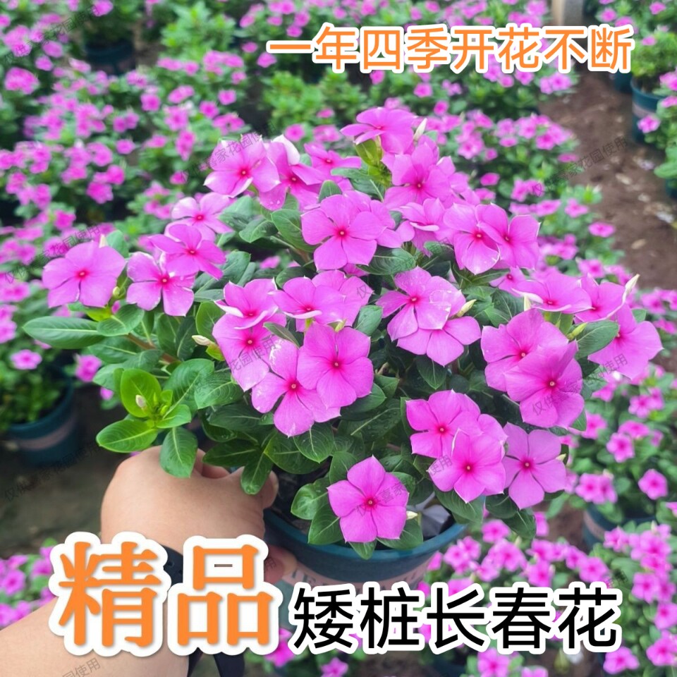 精品3年矮桩老桩长春花天天开粉色带花带苞四季开花绿植庭院