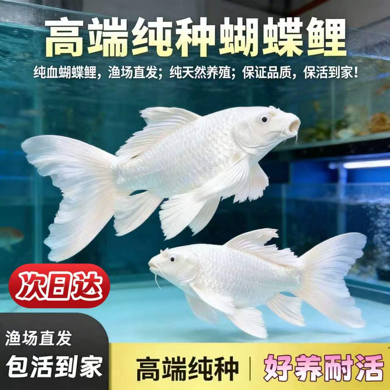 纯种球体蝴蝶鲤观赏鱼易养锦鲤活体耐寒大鳍大尾京东快递