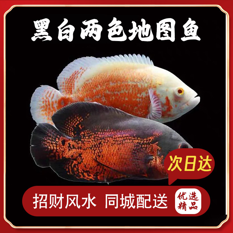 精品白玉地图鱼活体包活包邮图片