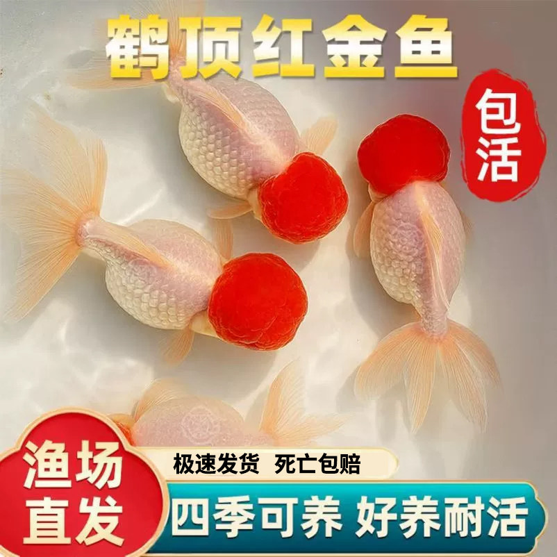 鸿运当头金鱼狮子头活体好养图片
