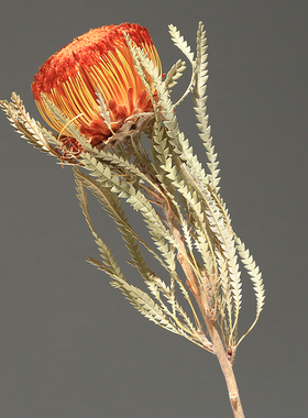 天然真花干花班克木永生花风干客厅样板间花瓶插花装饰花摄影道具
