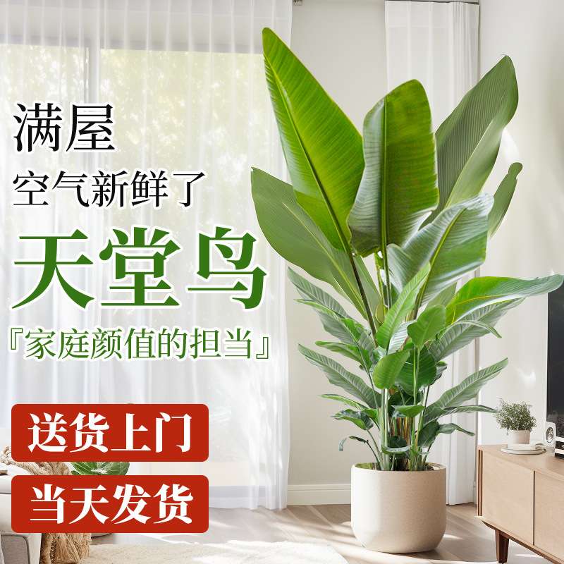 天堂鸟盆栽室内客厅大型绿植办公室大叶植物花卉鹤望兰新房去甲醛