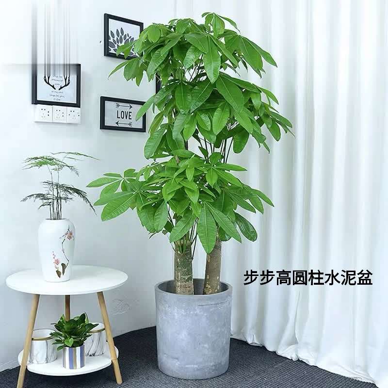 三杆大发财树步步高升大型绿植室内旺财客厅大盆栽好养易活五杆树