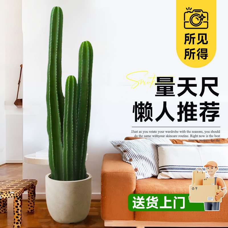 量天尺仙人柱绿植盆栽仙人掌大型植物室内客厅落地多肉禄植好养活