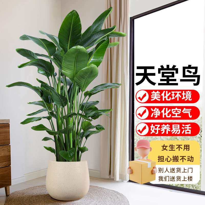 天堂鸟绿植室内大型盆栽客厅办公室落地植物大叶鹤望兰去甲醛新房