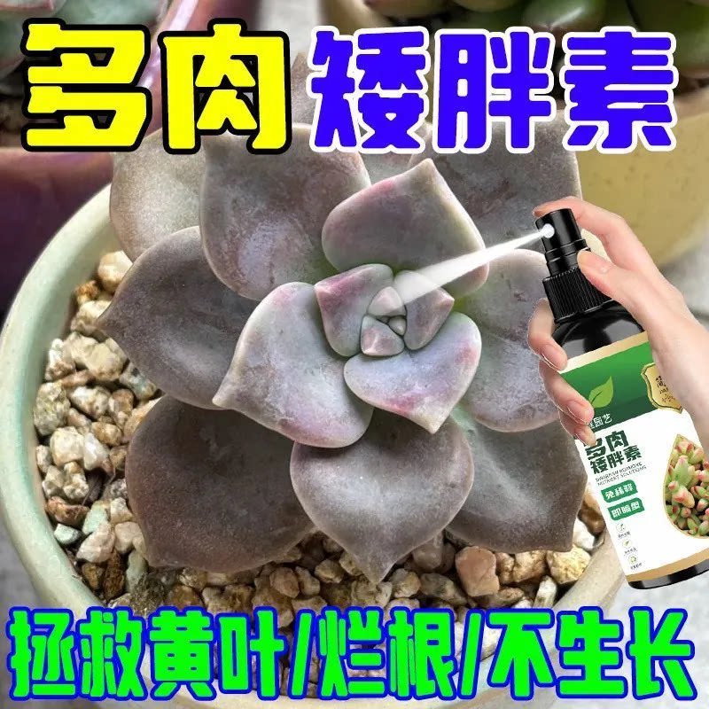 多肉矮胖素喷雾肥料植物营养液防黄叶烂根生长促进剂膨果肥料专用图片