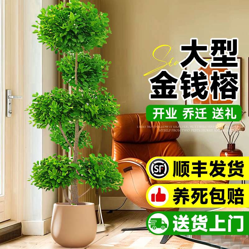 金钱榕大盆栽室内客厅大型绿植摇钱树发财树四季常青落地榕树植物