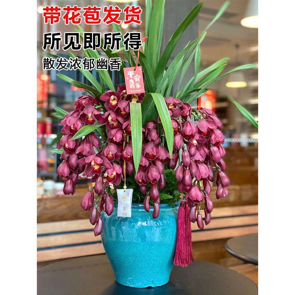 大花惠兰室内鲜花带花苞盆栽春节蕙兰新年宵过年耐寒耐冻花卉植物