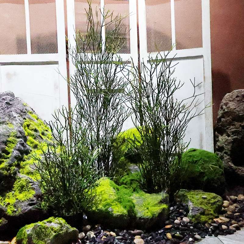仿真光棍树火焰木大戟科多肉庭院造景植物盆栽热带沙生植物珊瑚树