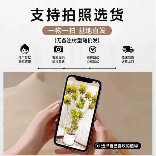 绿植室内大型盆栽洒金榕变叶木黄金榕树造型网红办公客厅旺宅植物