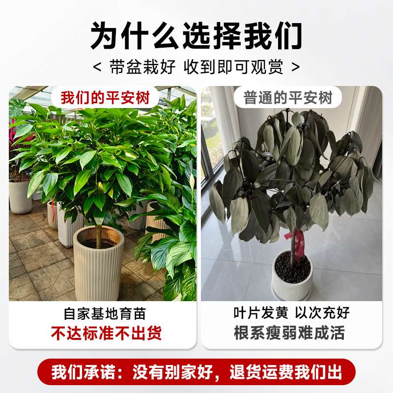 平安树室内客厅盆栽吸甲醛幸福树好养真盆景旺宅植物大绿植真花