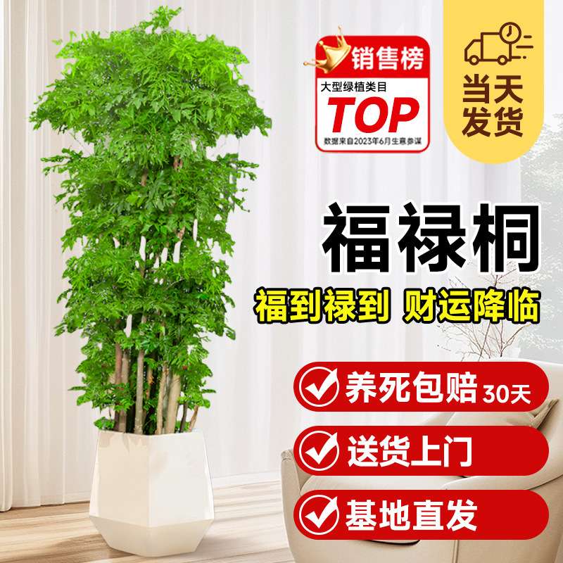 羽叶福禄桐盆栽细叶大型室内盆景金钱兜植物客厅吸除甲醛绿植招财
