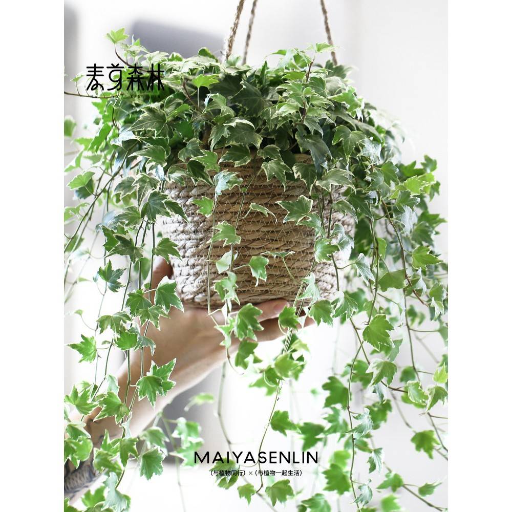 溥畔年 【编织吊篮】家居客厅摆件挂盆藤编手提草编花盆家居欧式