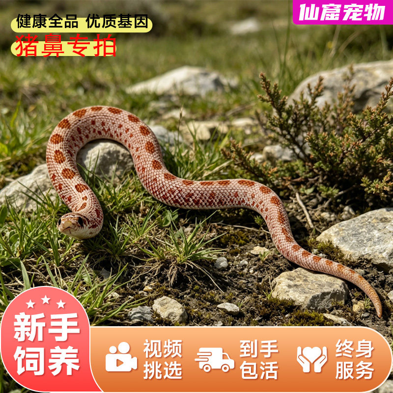 白化猪鼻蛇活体宠物蛇新手友好
