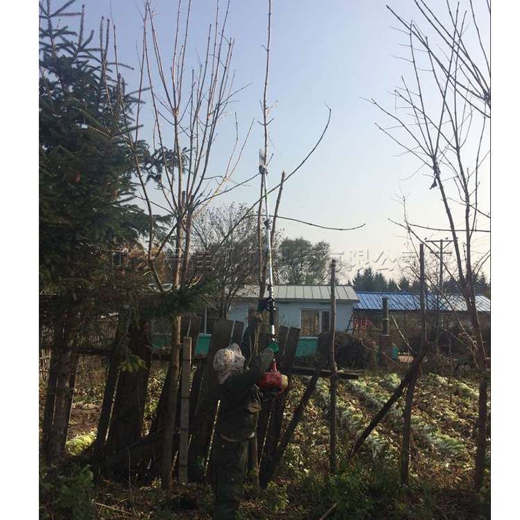 汽油高枝剪 背负式二冲程果树修枝剪 小型园林绿植冬青割灌机