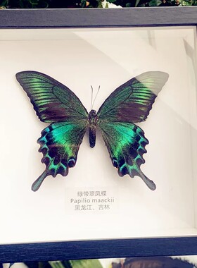 绿带翠凤蝶真蝴蝶标本相框昆虫标本展示框摆件家居装饰画生日礼物