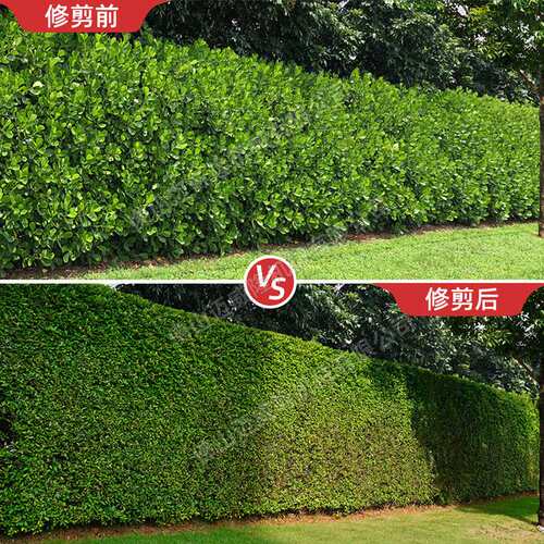 凯时E·AH232D绿篱剪36V锂电双刃宽带绿篱机修枝机园林绿化带修剪