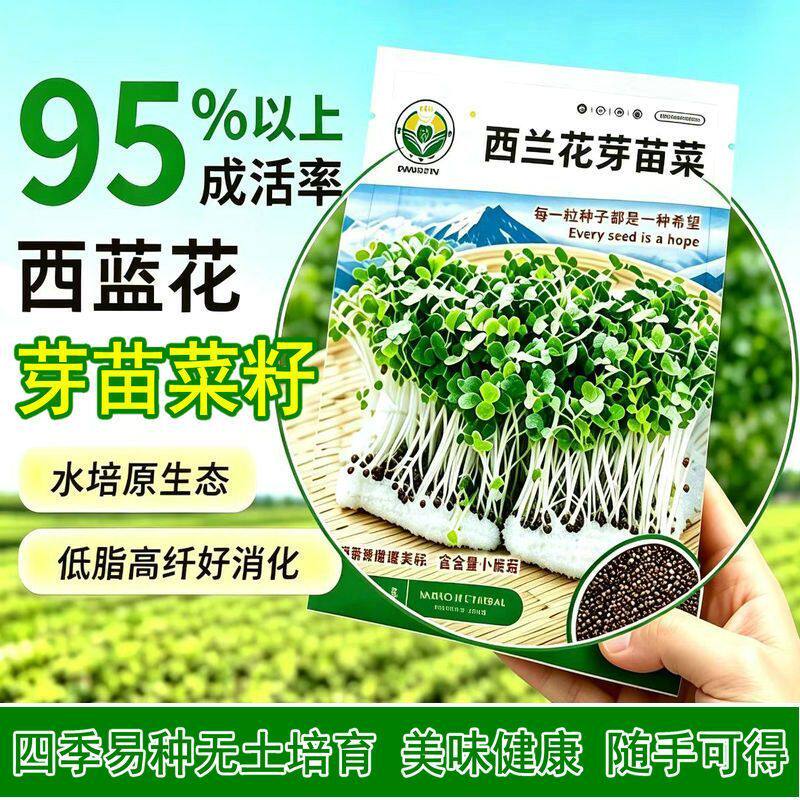 西兰花芽苗菜种子高萝卜硫素营养籽家庭阳台水培无土种植四季易种