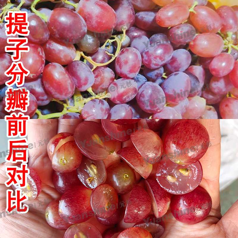 大型果蔬分两瓣设备 蘑菇西葫芦分瓣机 荔浦芋头冬瓜分半机