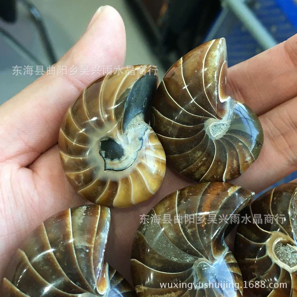 天然 海螺化石 螺 原石 玉化螺 摆件 把玩