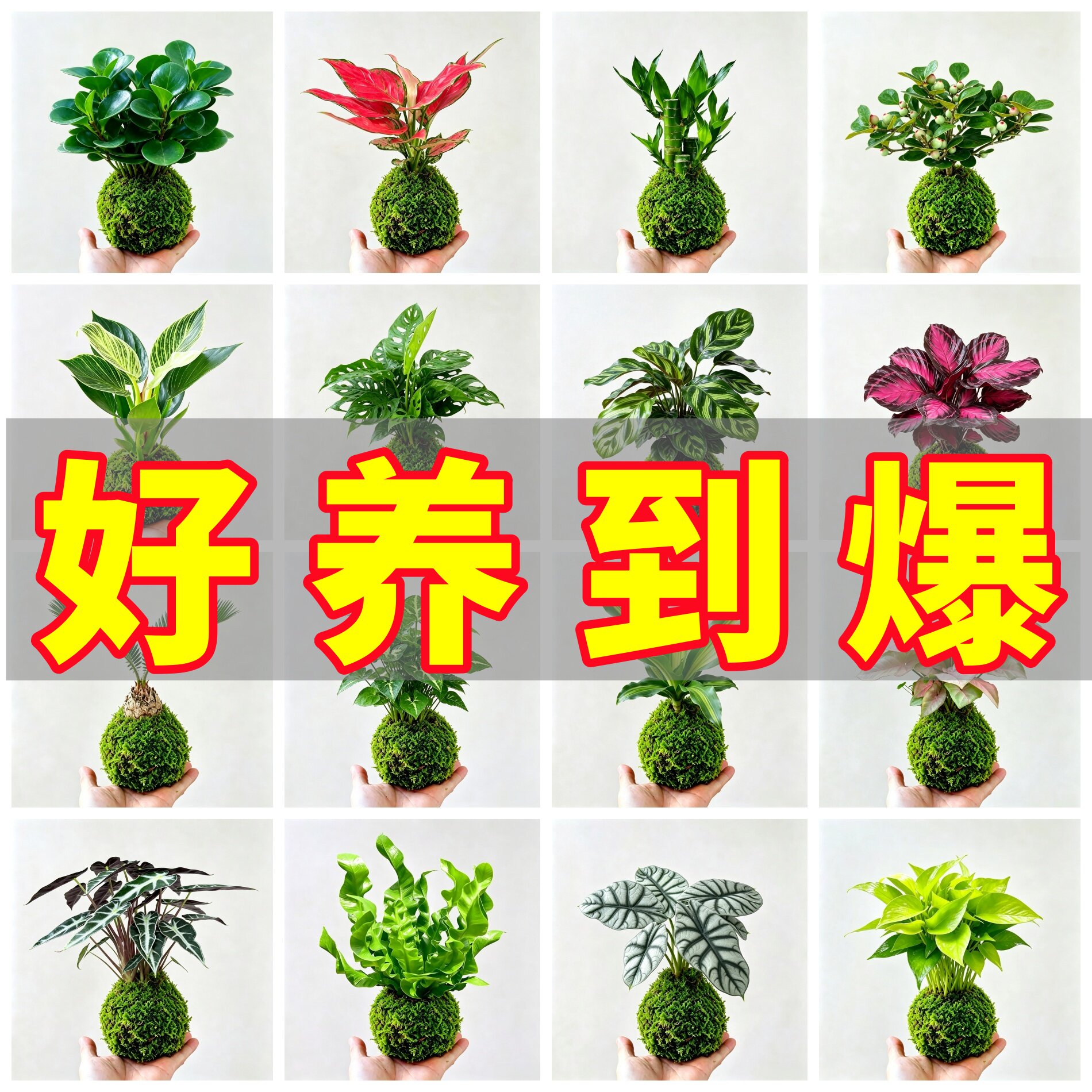 苔藓球植物桌面绿植花卉观叶盆栽室内办公桌装饰易养护多品种可选