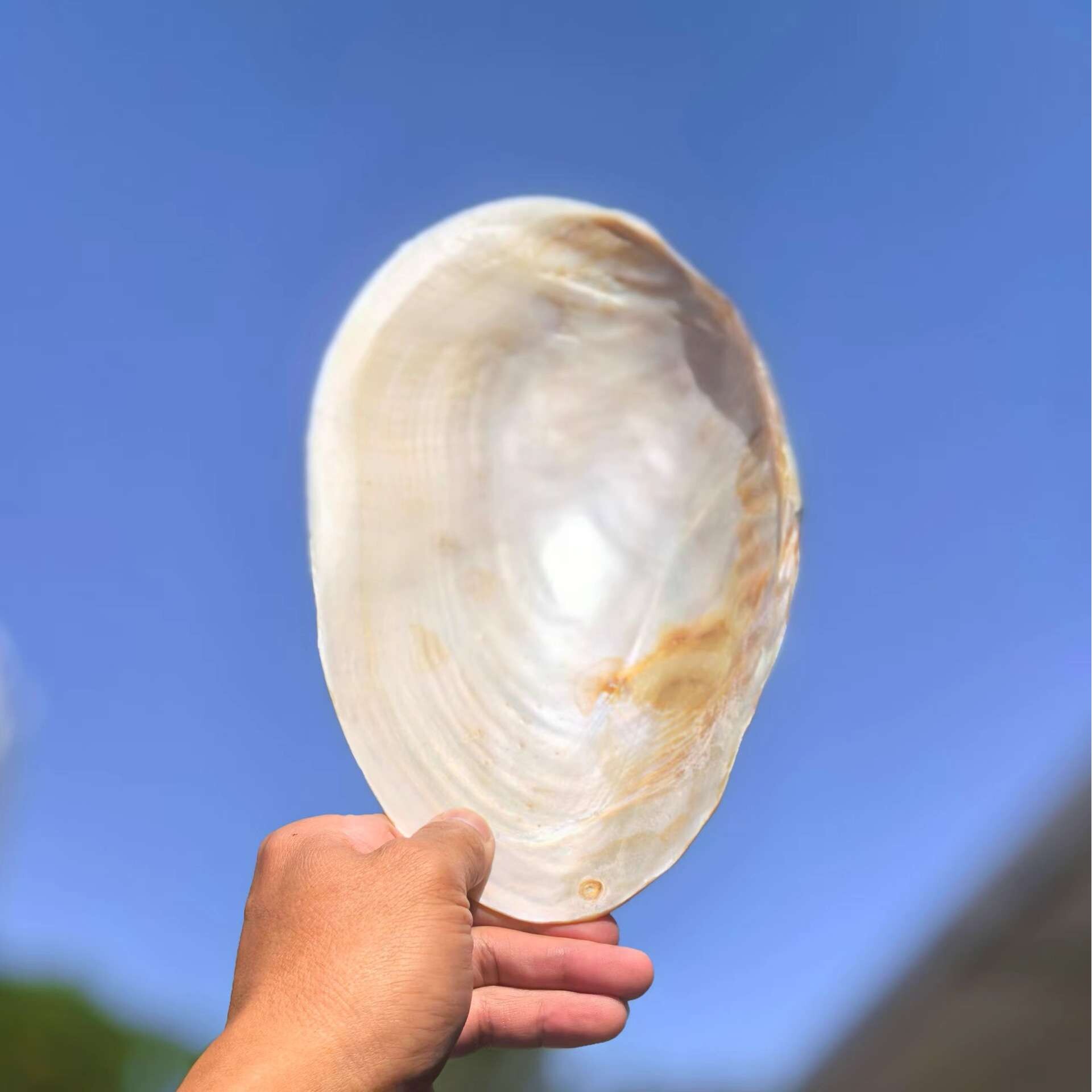天然大珍珠蚌壳超大贝壳拍摄道具海螺鱼缸造景装饰摆件果盘餐盘